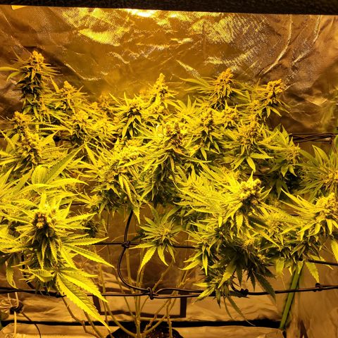 Son Goku growlog timeline photo