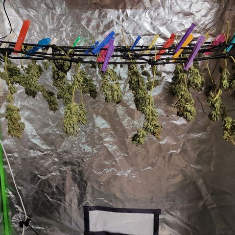 Son Goku growlog timeline photo