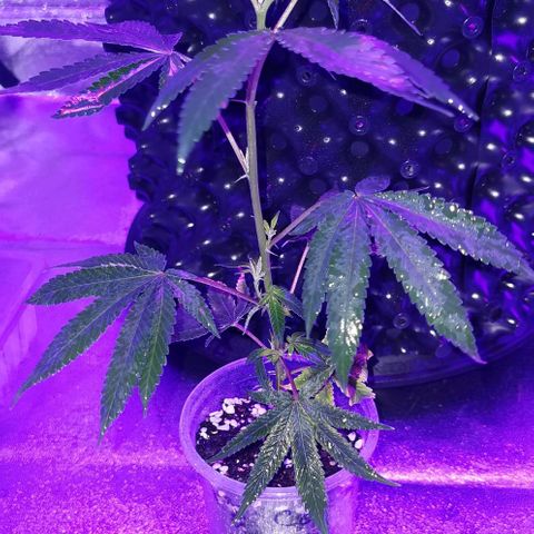 COP growlog timeline photo