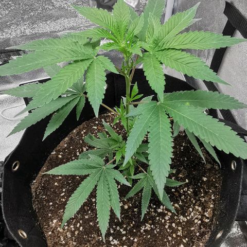 COP growlog timeline photo