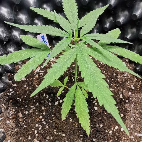Gorilla OG growlog timeline photo