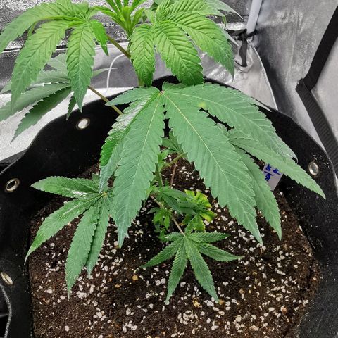 COP growlog timeline photo