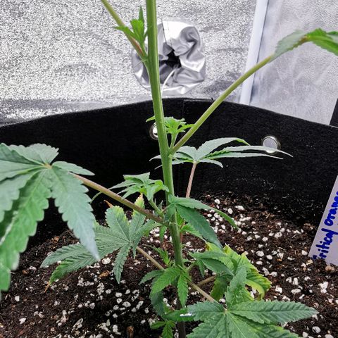 COP growlog timeline photo