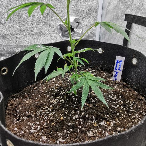 COP growlog timeline photo