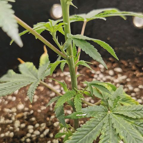 COP growlog timeline photo