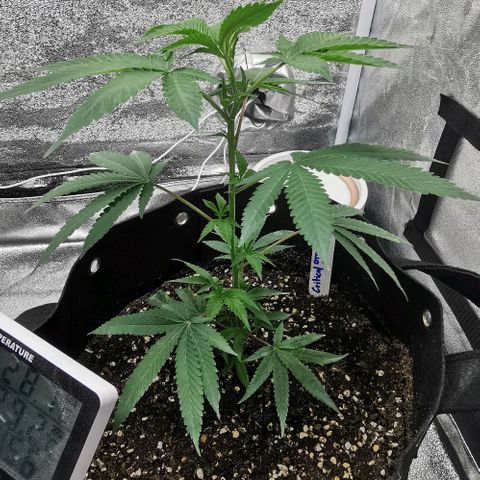 COP growlog timeline photo