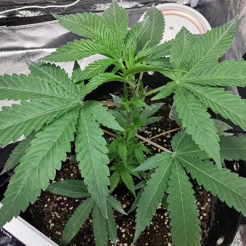 COP growlog timeline photo