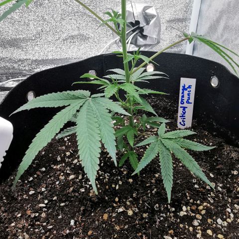 COP growlog timeline photo