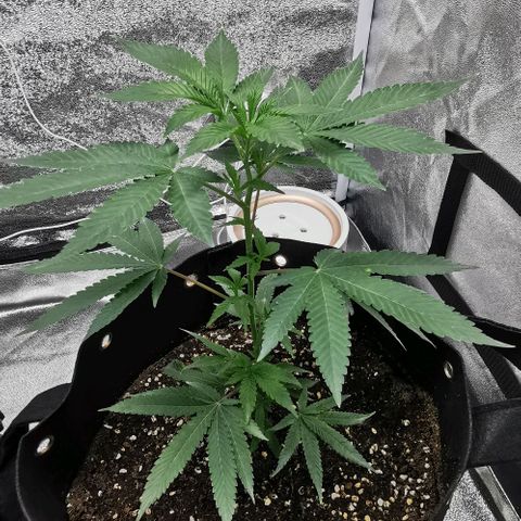 COP growlog timeline photo