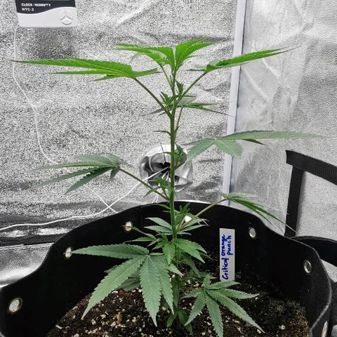 COP growlog timeline photo