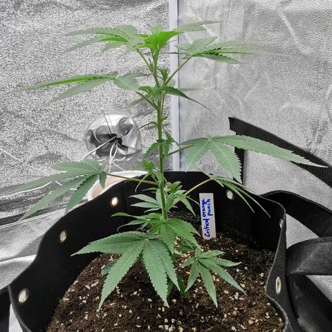 COP growlog timeline photo