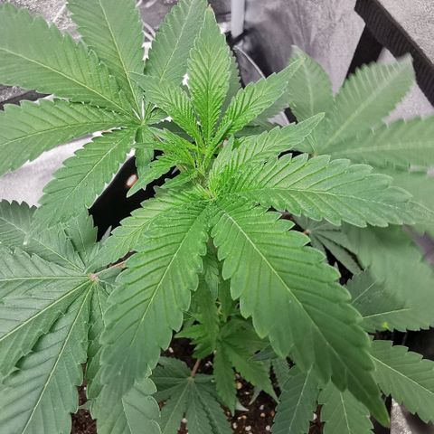 COP growlog timeline photo
