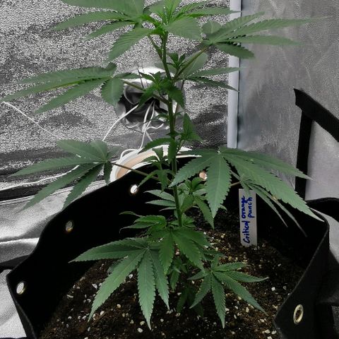 COP growlog timeline photo