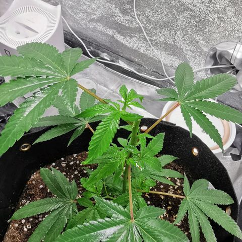 COP growlog timeline photo