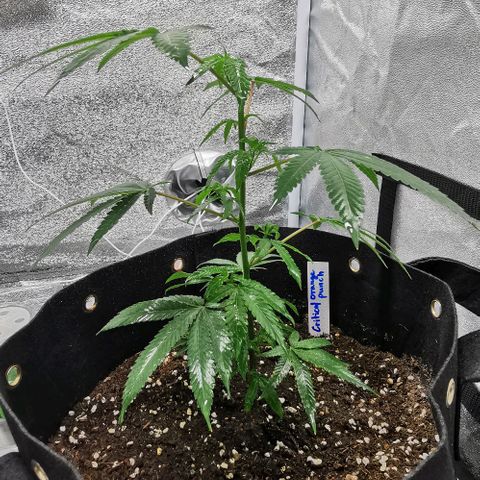 COP growlog timeline photo