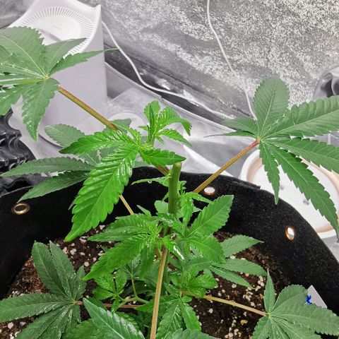 COP growlog timeline photo
