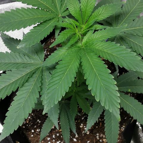 COP growlog timeline photo