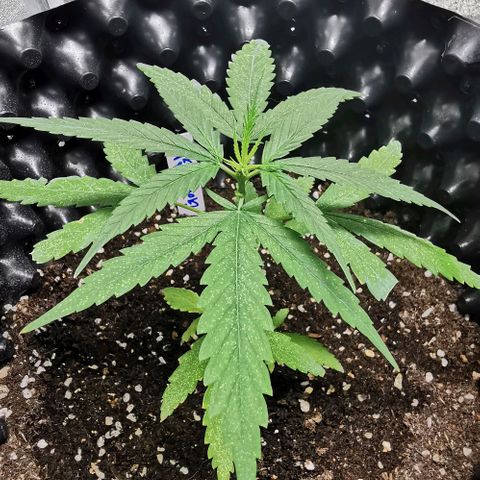 Gorilla OG growlog timeline photo