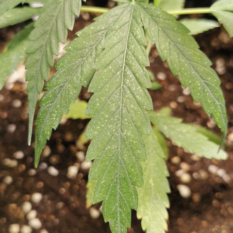 Gorilla OG growlog timeline photo
