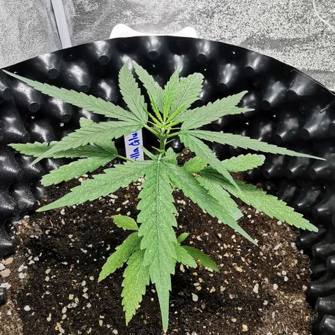 Gorilla OG growlog timeline photo