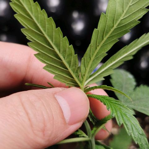 Gorilla OG growlog timeline photo