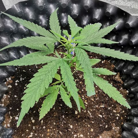 Gorilla OG growlog timeline photo