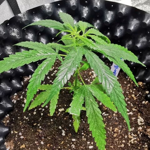 Gorilla OG growlog timeline photo