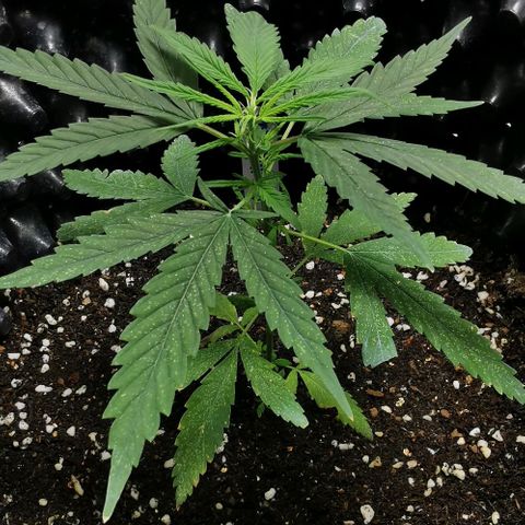 Gorilla OG growlog timeline photo