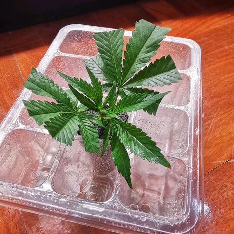 COP (clone2) growlog timeline photo