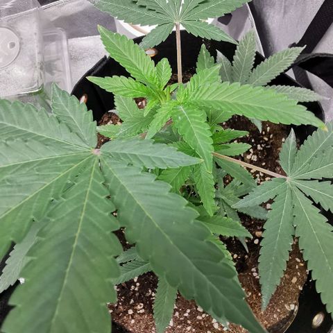 COP growlog timeline photo