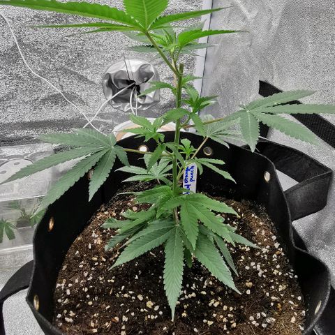 COP growlog timeline photo