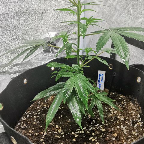 COP growlog timeline photo