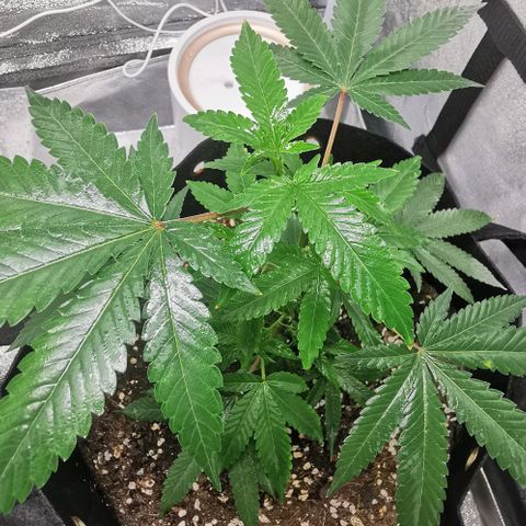 COP growlog timeline photo