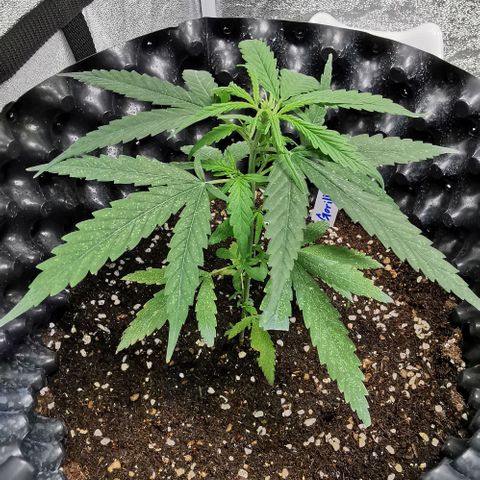 Gorilla OG growlog timeline photo