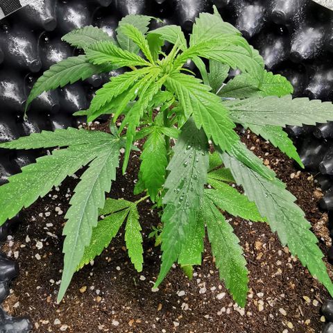 Gorilla OG growlog timeline photo