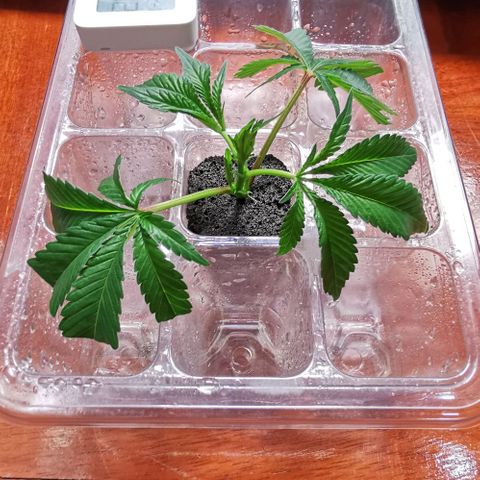 COP (clone2) growlog timeline photo