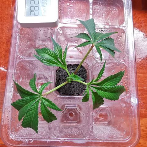 COP (clone2) growlog timeline photo
