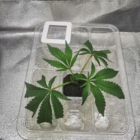 COP (clone2) growlog timeline photo