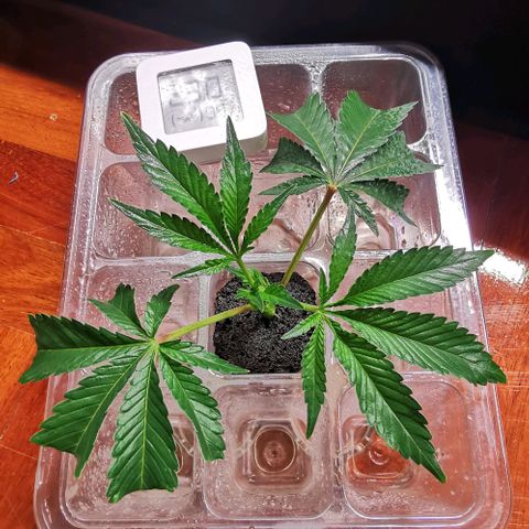 COP (clone2) growlog timeline photo