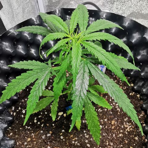 Gorilla OG growlog timeline photo
