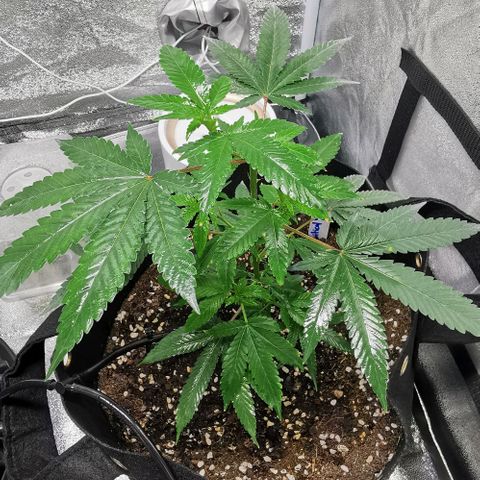 COP growlog timeline photo