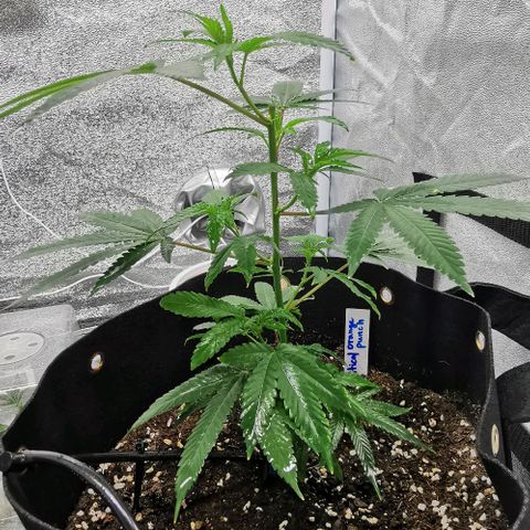 COP growlog timeline photo