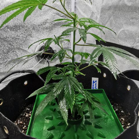 COP growlog timeline photo