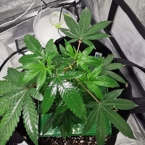COP growlog timeline photo