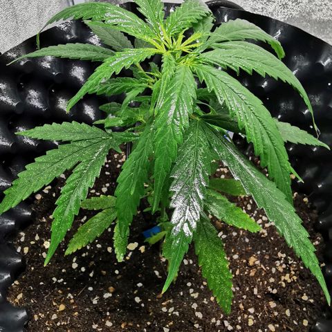 Gorilla OG growlog timeline photo