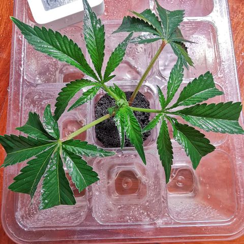 COP (clone2) growlog timeline photo