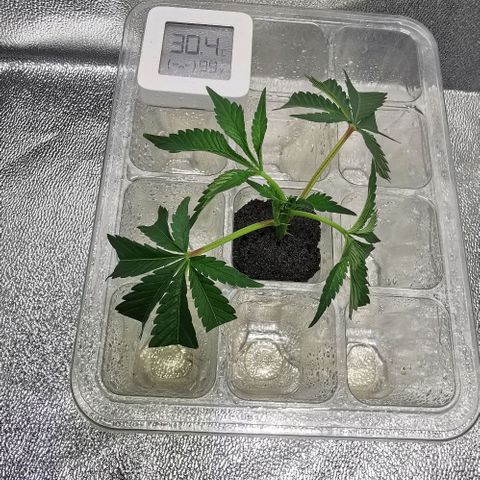 COP (clone2) growlog timeline photo