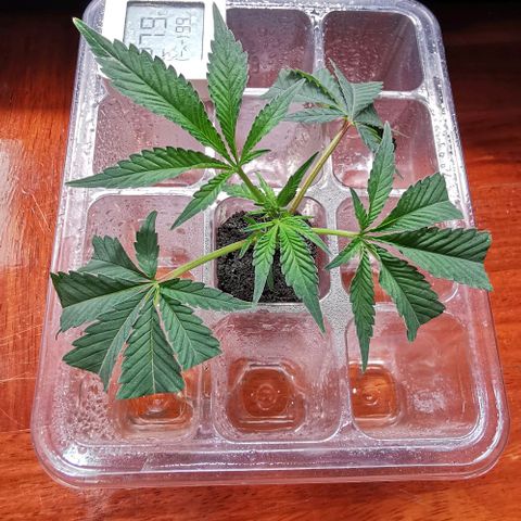 COP (clone2) growlog timeline photo