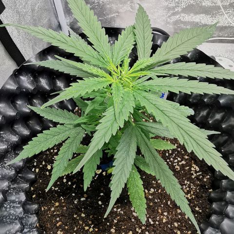 Gorilla OG growlog timeline photo