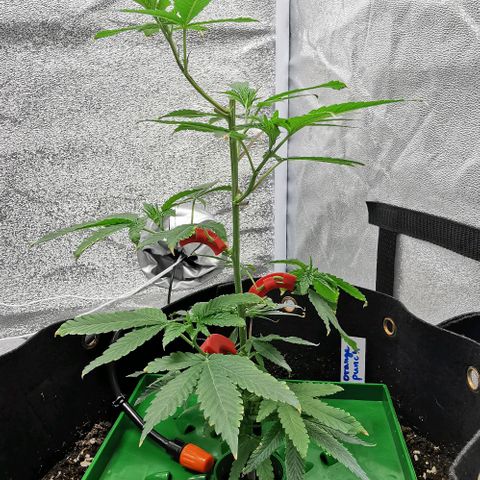COP growlog timeline photo